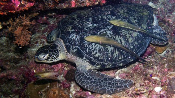 Green Turtle with Remoras
